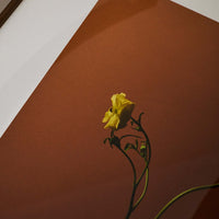 Alium(アリウム)は、デンマーク・コペンハーゲン発のアートとインテリアの融合を目指すポスターブランドかつギャラリーです。2010年代半ばにThe Poster Club創業者トーマスニッセン氏らによって設立され、歴史あるフレデリクスベルク市庁舎横の建物を拠点に、限定アート作品とオブジェを展示・販売しています。カラーや構図にこだわったポスターは、北欧的なスローライフや自然美を背景としつつ、無機質でミニマルな空間にも調和します。クラフトマンシップとデザイン性を重視し、アーティストとの協働によるオリジナリティ溢れる作品を通じて、「暮らしを美と創造性で豊かにする」姿勢を訴求しています。ギャラリーでは巡回展やアートイベントを定期開催し、既成のインテリア領域に留まらない文化的な体験の場を提供。ポスターという商材を媒介にしながらも、生活空間とアート空間の垣根を解き、個々の感性に触発を与えることをミッションとしています。