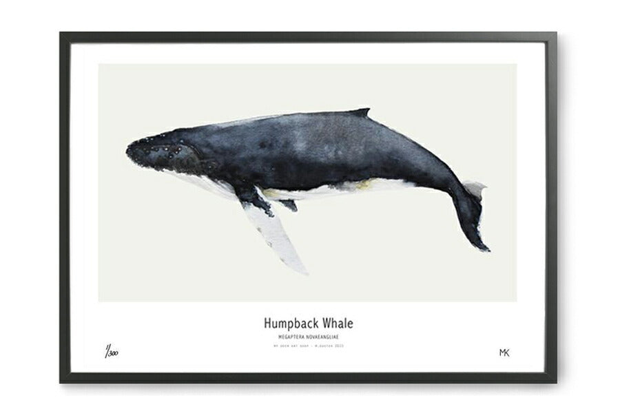 My Deer Art Shop アートポスター 30×40cm Humpback Whale (Limited