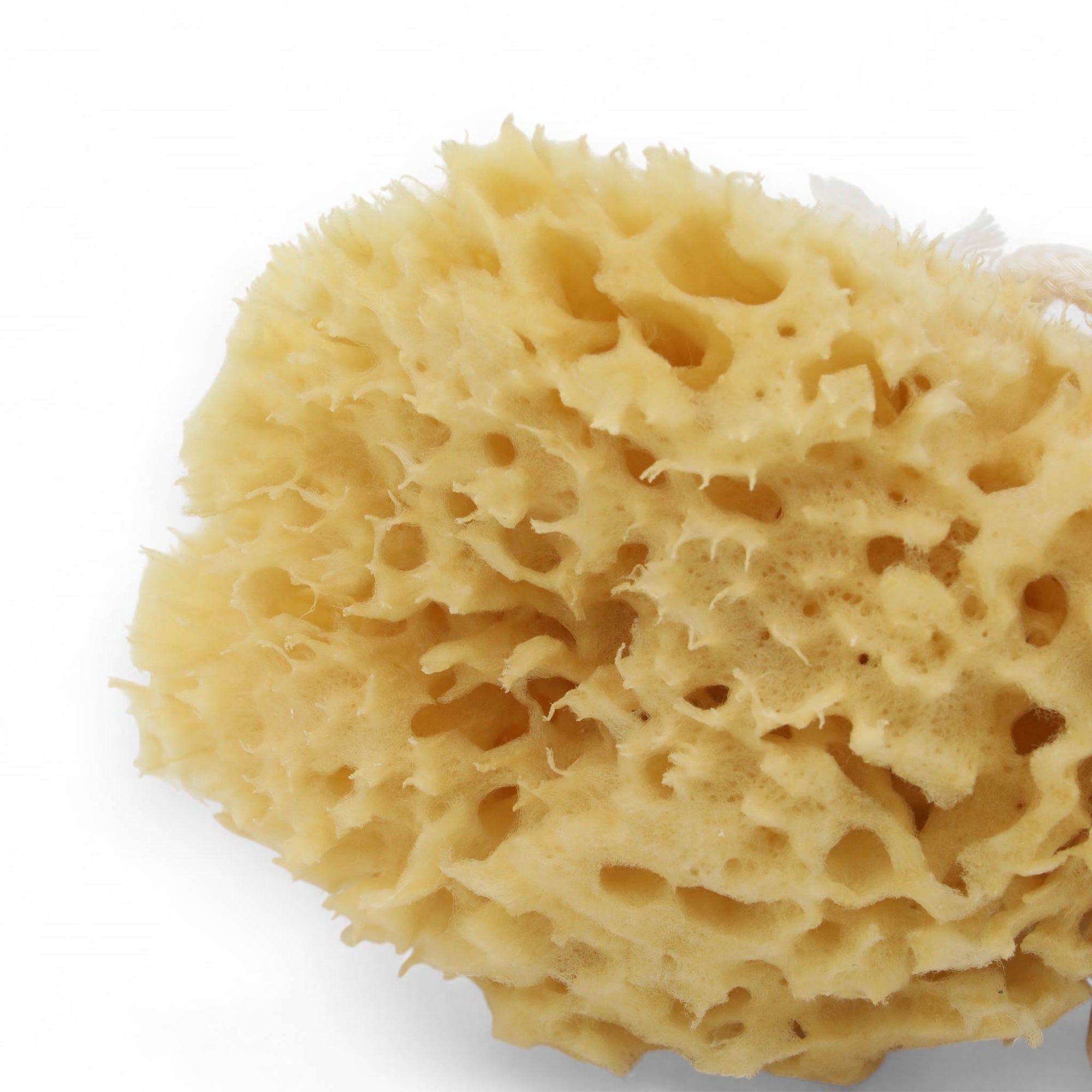 REDECKER（レデッカー）は、1935年にドイツ・フェルスマルトで創業された、天然素材を使用した高品質な生活道具を展開する老舗ブランドです。創業者フリーデル・レデッカー氏が視力を失ったことをきっかけに、手作業でブラシ製造を始めたことからスタートし、そのクラフトマンシップと品質へのこだわりは3世代にわたり継承されています。製品には天然木や植物繊維、動物毛などの自然素材が用いられ、環境に配慮したプラスチックフリーな暮らしを実現します。ナチュラルクリーニングやサステナブルなライフスタイルを志向する人々に人気があり、ドイツ製の確かな品質と伝統工芸品としての信頼性も評価されています。北欧風やミニマルな空間に調和する、美しく機能的なデザインも大きな魅力。REDECKERは、「クラフト」「デザイン」「品質」を大切にした、持続可能で丁寧な暮らしを支えるエコブランドとして、世界中で愛され続けています。