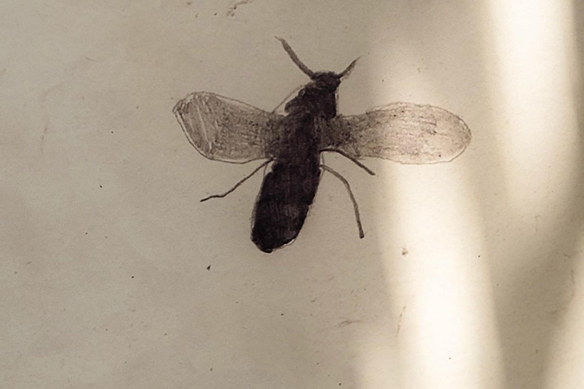 Fine Little Day（ファイン・リトル・デイ）は、スウェーデンのデザイナー、エリーサベット・デュンケルによって2007年に設立されたライフスタイルブランドです。自然や季節、日常の情景から着想を得た、素朴で温かみのある手描きのデザインが特徴です。テキスタイル、ポスター、クッション、ブランケットなどの製品には、北欧らしいミニマルさと遊び心が調和し、暮らしに詩的な魅力を添えてくれます。サステナビリティやクラフトマンシップを大切にし、国内外のアーティストとのコラボレーションや、アート支援活動にも積極的に取り組んでいます。素材の選定や製造背景にもこだわり、使う人の感性に寄り添った、長く愛されるモノづくりを目指しています。日常の中に小さな幸せやインスピレーションをもたらしてくれる、豊かな感性に満ちたブランドです。