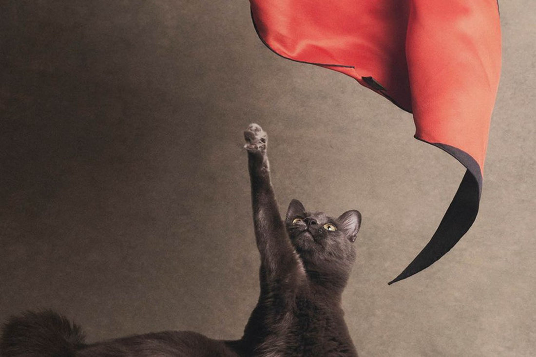ポスター/アートプリント　50×70cm　Le Chat Chic