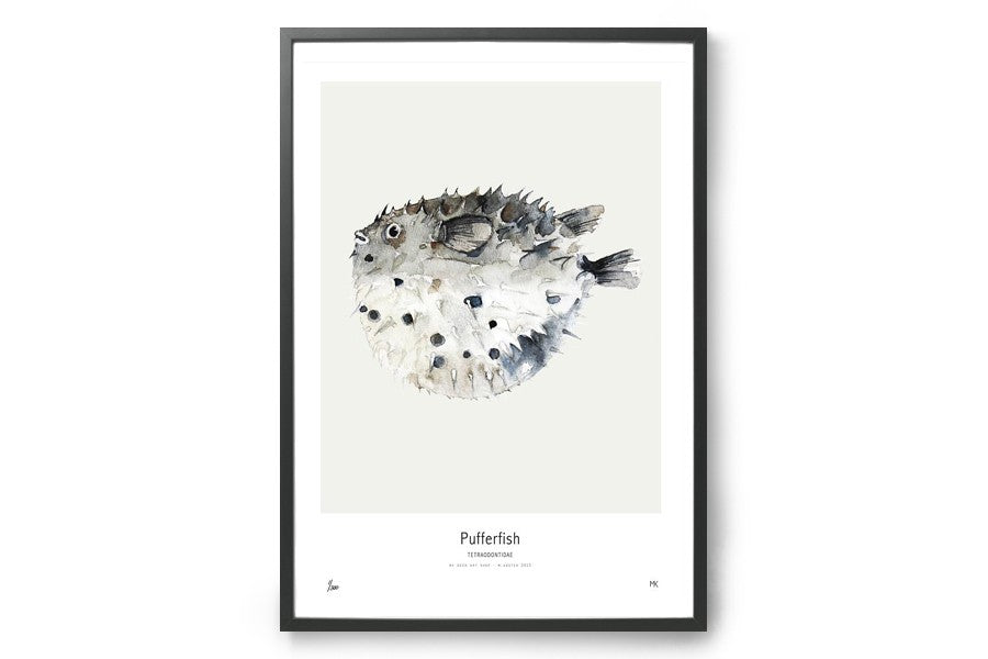 【在庫限り】ポスター/アートプリント　50×70cm　Pufferfish
