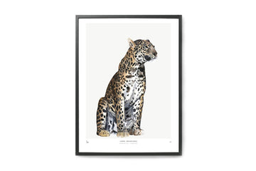 【在庫限り】ポスター/アートプリント　30×40cm　INTO THE WILD / Leopard