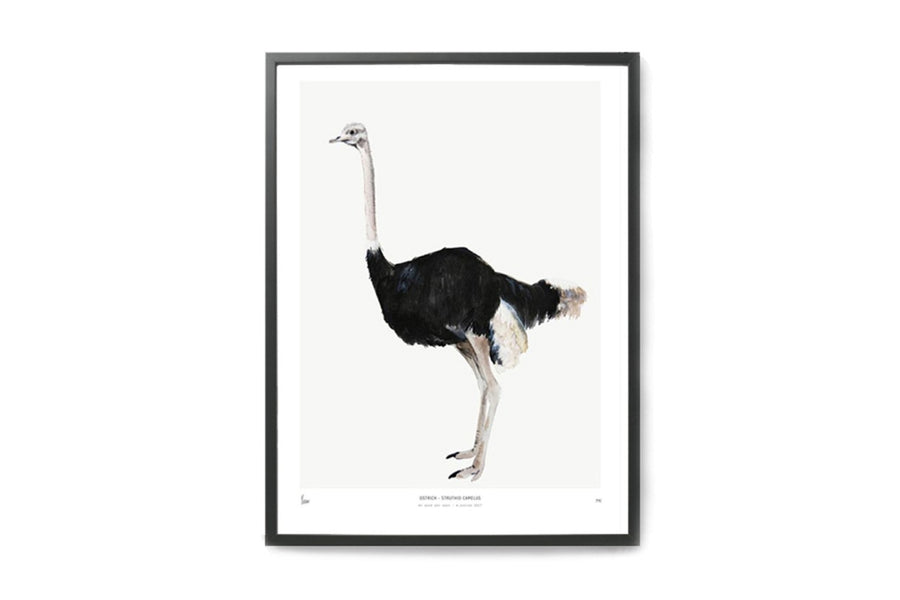 【在庫限り】ポスター/アートプリント　30×40cm　INTO THE WILD / Ostrich
