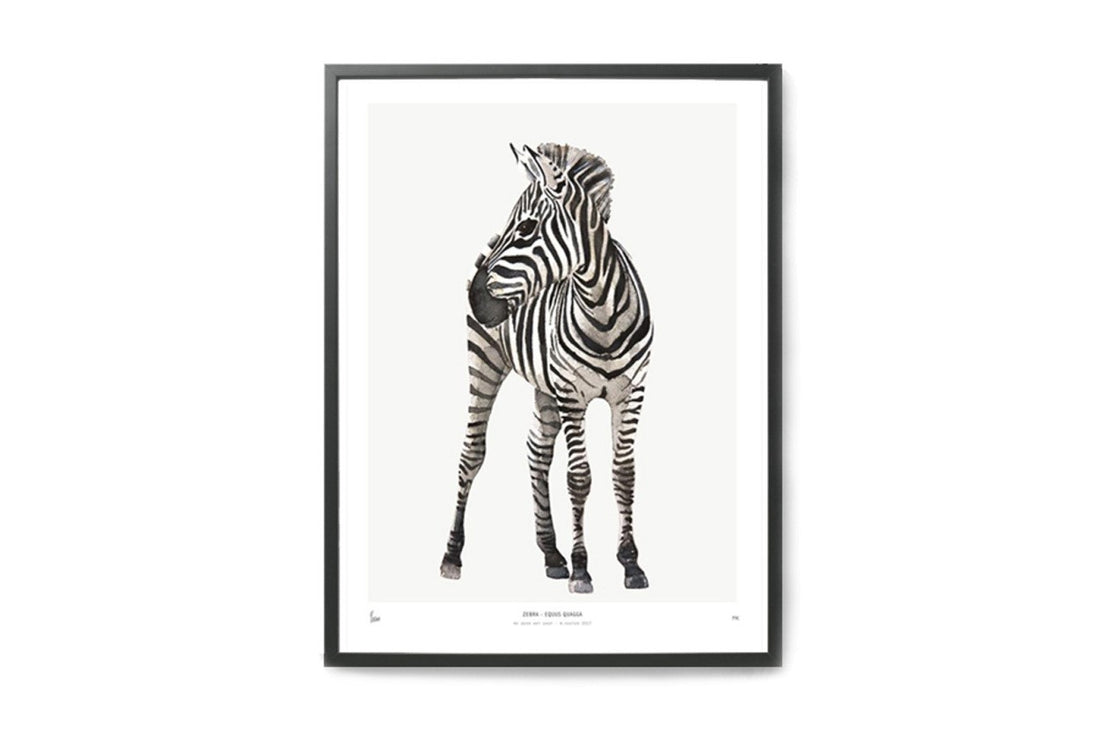 【在庫限り】ポスター/アートプリント　30×40cm　INTO THE WILD / Zebra