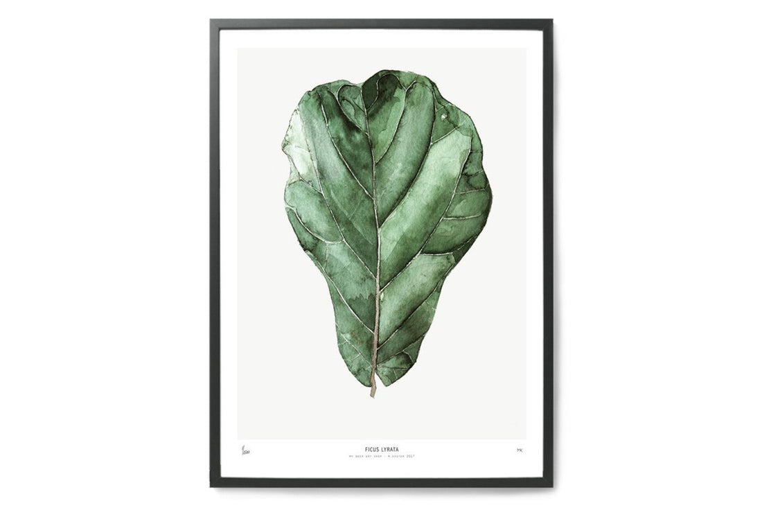 ポスター/アートプリント　50×70cm　BOTANICS / Ficus Lyrata