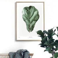 ポスター/アートプリント　50×70cm　BOTANICS / Ficus Lyrata