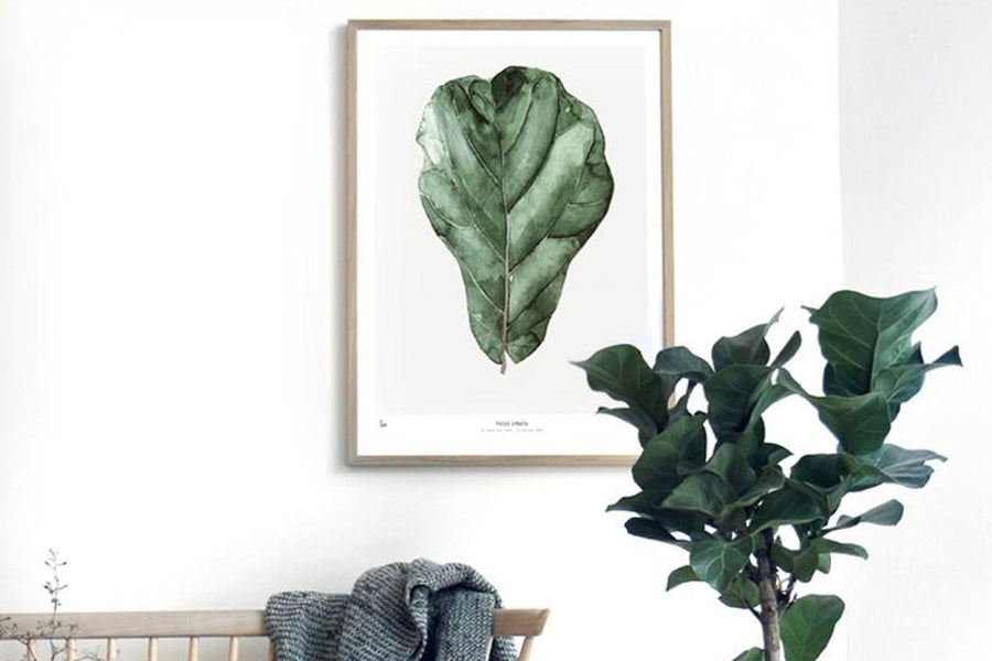 ポスター/アートプリント　50×70cm　BOTANICS / Ficus Lyrata