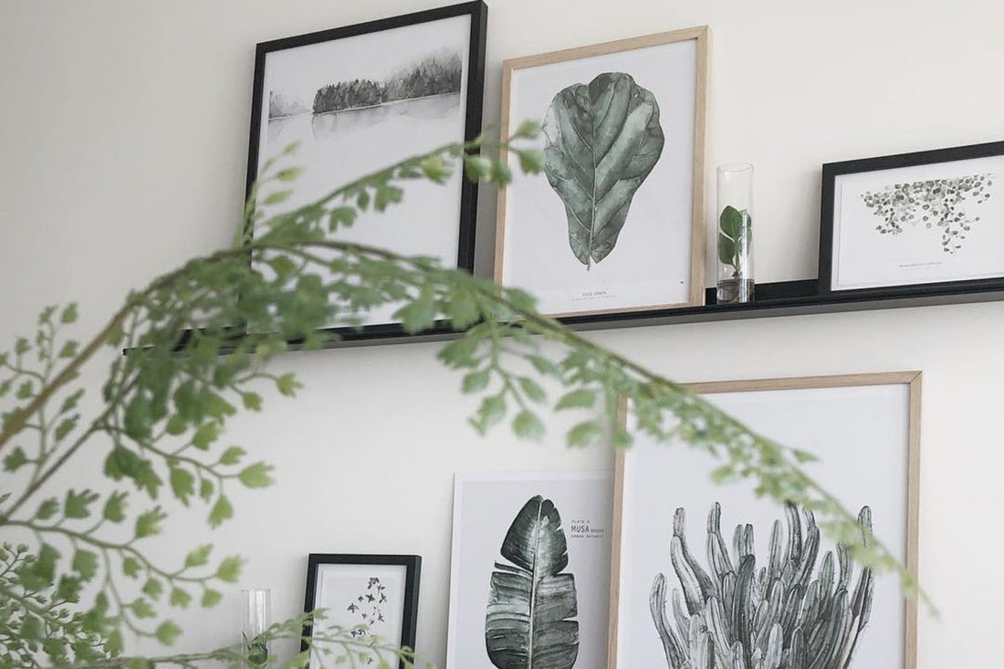 ポスター/アートプリント　50×70cm　BOTANICS / Ficus Lyrata