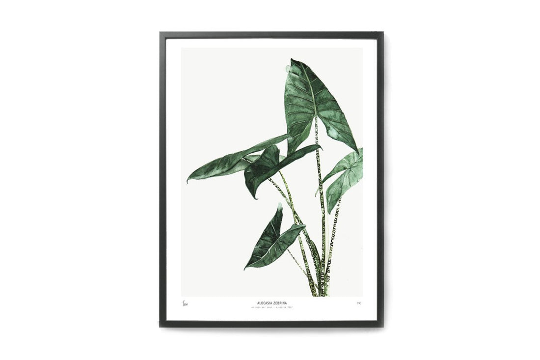 ポスター/アートプリント　30×40cm　BOTANICS / Alocasia Zebrina