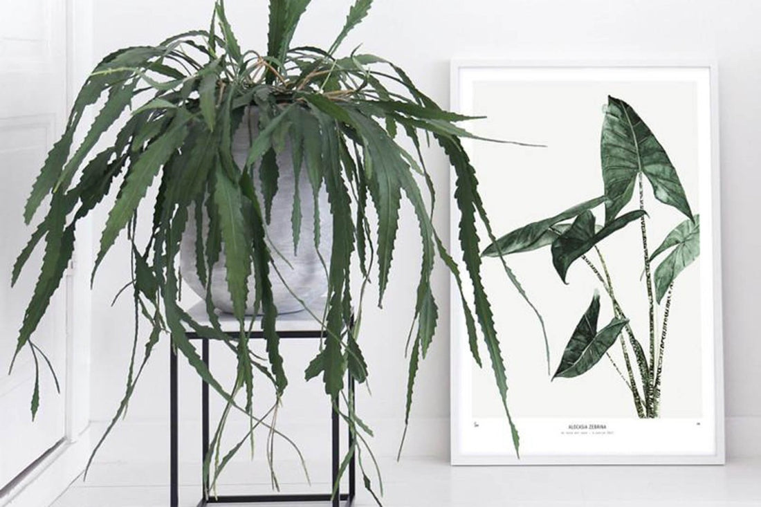 ポスター/アートプリント　30×40cm　BOTANICS / Alocasia Zebrina