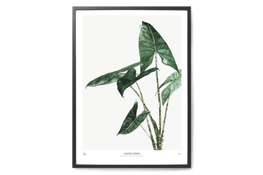 ポスター/アートプリント　50×70cm　BOTANICS / Alocasia Zebrina