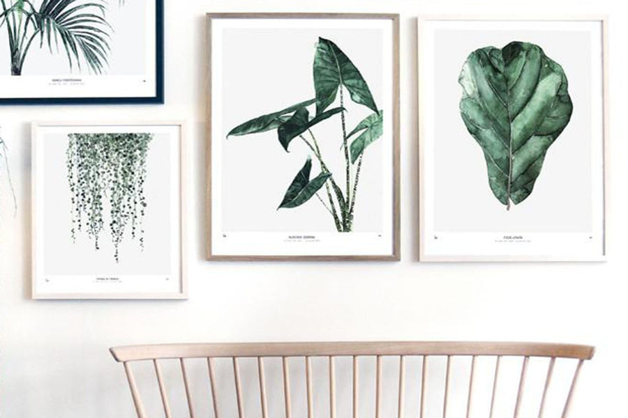 ポスター/アートプリント　50×70cm　BOTANICS / Alocasia Zebrina