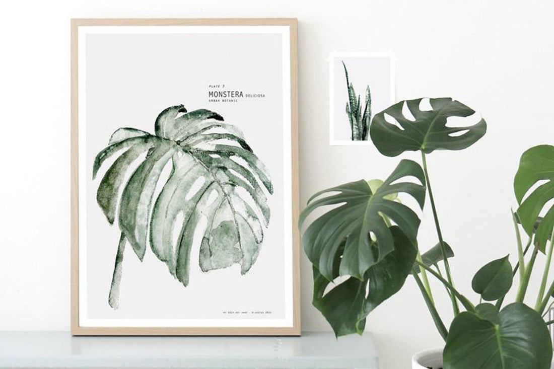 【在庫限り】ポスター/アートプリント　30×40cm　URBAN BOTANIC / Monstera