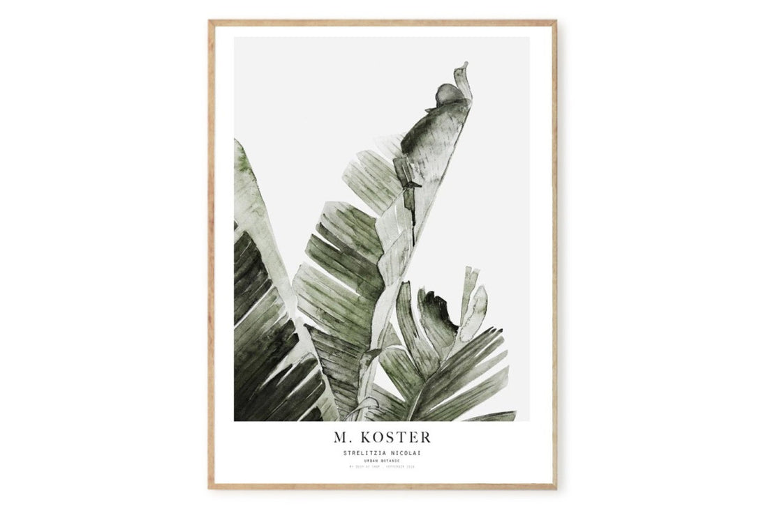 ポスター/アートプリント　50×70cm　Botanics / Srelitzia Nicoali　(Limited edition #500)