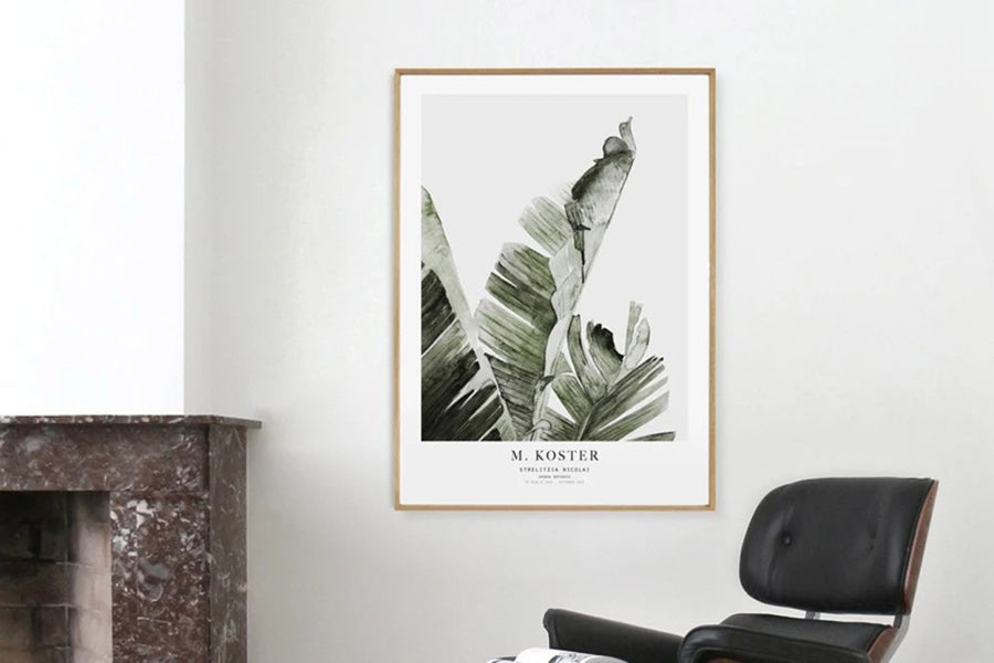 ポスター/アートプリント　50×70cm　Botanics / Srelitzia Nicoali　(Limited edition #500)