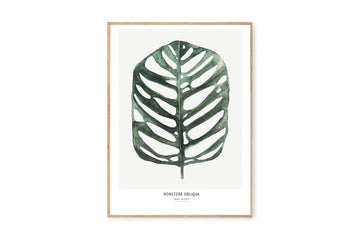 【在庫限り】ポスター/アートプリント　30×40cm　Botanics / Monstera Obliqua　(Limited edition #250)