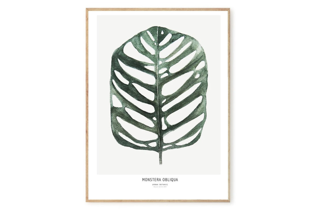 【在庫限り】ポスター/アートプリント　50×70cm　Botanics / Monstera Obliqua　(Limited edition #250)