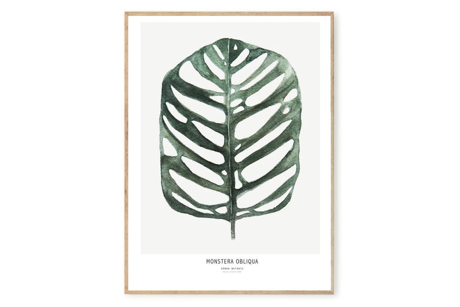 【在庫限り】ポスター/アートプリント　50×70cm　Botanics / Monstera Obliqua　(Limited edition #250)