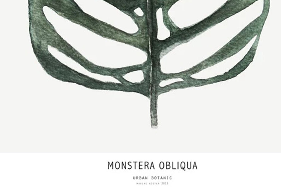 【在庫限り】ポスター/アートプリント　50×70cm　Botanics / Monstera Obliqua　(Limited edition #250)