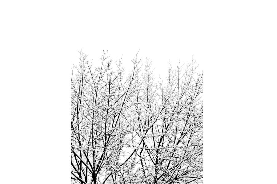 ポスター/アートプリント　50×70cm　Snowy Tree